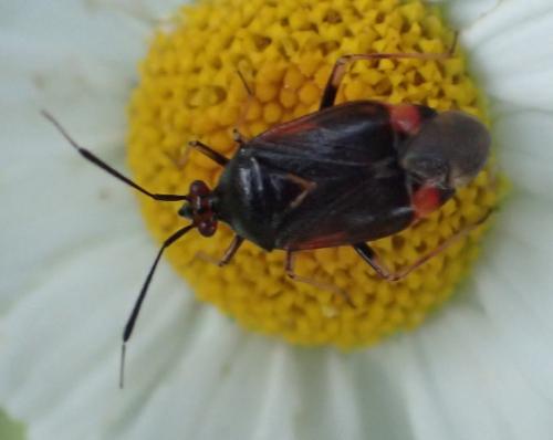 Réf. 206 733 : Deraeocoris ruber